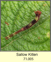 Sallow Kitten, Furcula furcula (caterpillar)