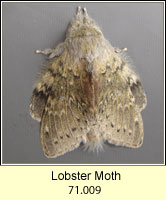 Lobster Moth, Stauropus fagi