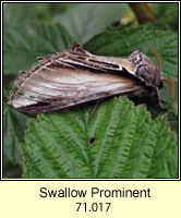 Swallow Prominent, Pheosia tremula