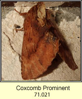 Coxcomb Prominent, Ptilodon capucina