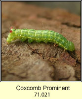 Coxcomb Prominent, Ptilodon capucina (caterpillar)