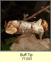 Buff Tip, Phalera bucephala