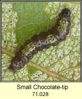 Small Chocolate-tip, Clostera pigra