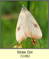 Straw Dot, Rivula sericealis