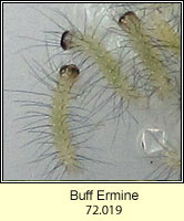Buff Ermine, Spilosoma luteum (caterpillars)