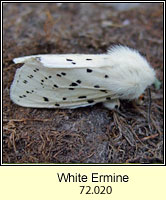 White Ermine, Spilosoma lubricipeda