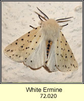 White Ermine, Spilosoma lubricipeda