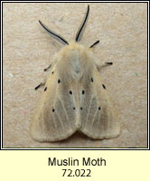 Muslin Moth, Diaphora mendica