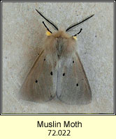Muslin Moth, Diaphora mendica