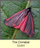 The Cinnabar, Tyria jacobaeae