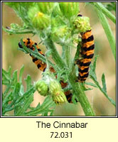The Cinnabar, Tyria jacobaeae (caterpillar)