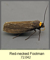 Red-necked Footman, Atolmis rubricollis