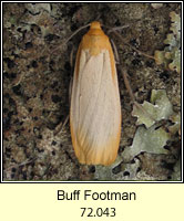 Buff Footman, Eilema depressa