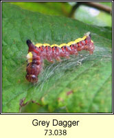 Grey Dagger, Acronicta psi (caterpillar)