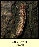 Grey Arches, Polia nebulosa (caterpillar)