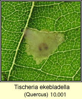Tischeria ekebladella (leaf mine)