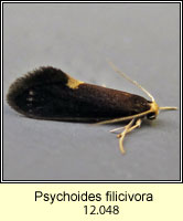 Psychoides filicivora