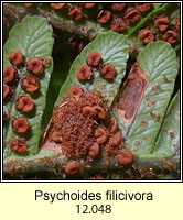 Psychoides filicivora