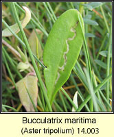 Bucculatrix maritima (leaf mine)