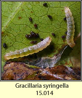 Gracillaria syringella (leaf mine)