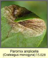 Parornix anglicella (leaf mine)