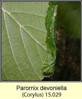 Parornix devoniella (leaf mine)