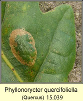 Phyllonorycter quercifoliella (leaf mine)
