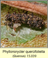 Phyllonorycter quercifoliella (leaf mine)
