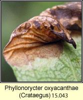 Phyllonorycter oxyacanthae