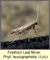Phyllonorycter leucographella, Firethorn Leaf Miner
