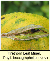 Phyllonorycter leucographella, Firethorn Leaf Miner