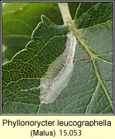 Phyllonorycter leucographella, Firethorn Leaf Miner