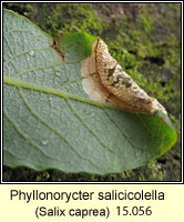 Phyllonorycter salicicolella