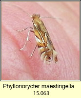 Phyllonorycter maestingella (leaf mine)
