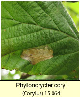 Phyllonorycter coryli (leaf mine)