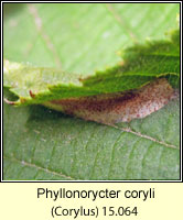 Phyllonorycter coryli (leaf mine)