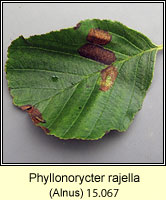 Phyllonorycter rajella