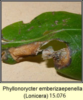 Phyllonorycter emberizaepenella  (leaf mine)
