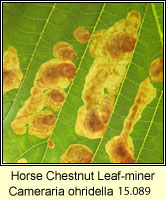 Horse Chestnut Leaf-miner, Cameraria ohridella