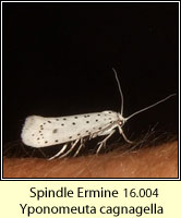 Spindle Ermine, Yponomeuta cagnagella, web