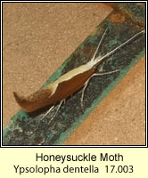 Honeysuckle Moth, Ypsolopha dentella