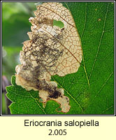 Eriocrania salopiella