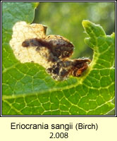 Eriocrania sangii