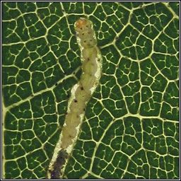 Apple Leaf Miner, Lyonetia clerkella