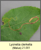 Lyonetia clerkella