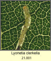 Lyonetia clerkella