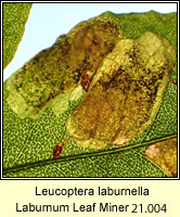 Laburnum Leaf Miner, Leucoptera laburnella