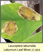 Laburnum Leaf Miner, Leucoptera laburnella