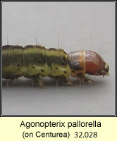 Agonopterix pallorella