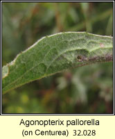 Agonopterix pallorella